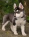 sibirsky husky 3.jpg