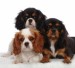 cavalier king charles spaniel.jpg
