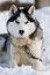 huskey.jpg